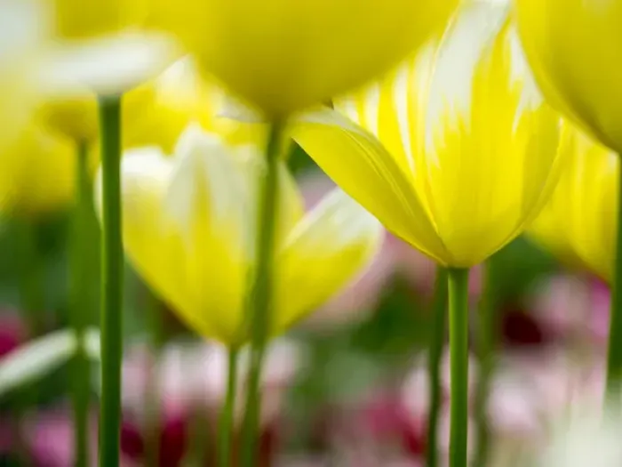 Framed Print : Europe; Netherlands; Lisse; Keukenhof Gardens; Tulip Closeups with Selective Focus