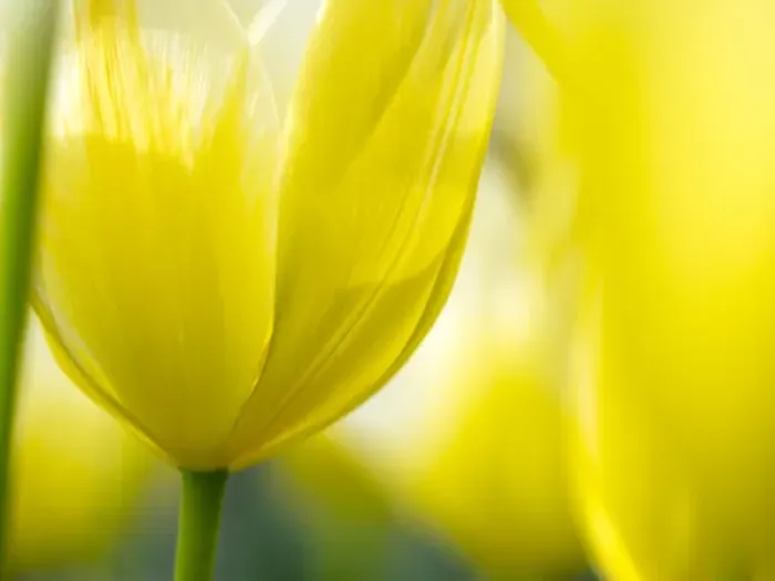 Framed Print : Europe; Netherlands; Lisse; Keukenhof Gardens; Tulip Closeups with Selective Focus Framed Print : Europe; Netherlands; Lisse; Keukenhof Gardens; Tulip Closeups with Selective Focus