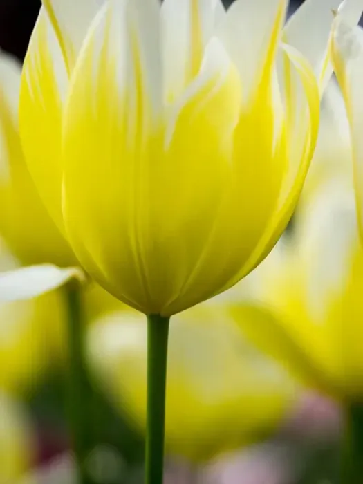 Framed Print : Europe; Netherlands; Lisse; Keukenhof Gardens; Tulip Closeups with Selective Focus Framed Print : Europe; Netherlands; Lisse; Keukenhof Gardens; Tulip Closeups with Selective Focus