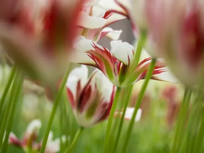 Framed Print : Europe; Netherlands; Lisse; Keukenhof Gardens; Tulip Closeups with Selective Focus Framed Print : Europe; Netherlands; Lisse; Keukenhof Gardens; Tulip Closeups with Selective Focus