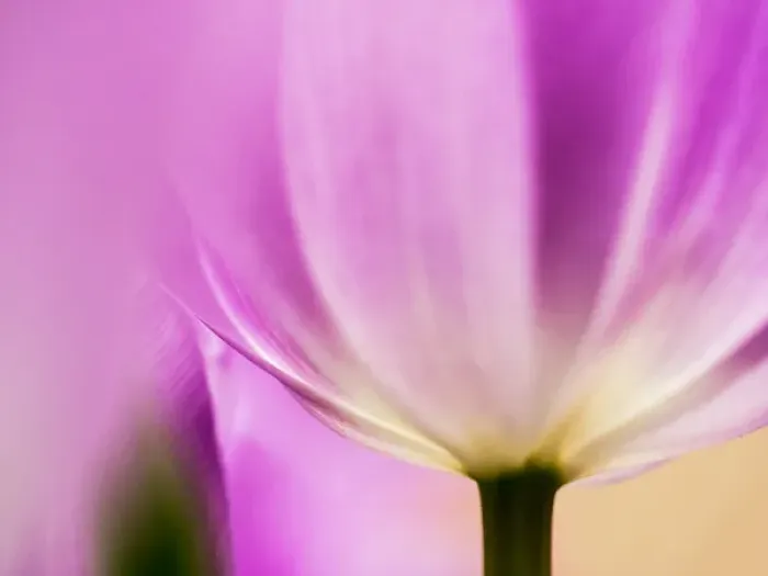 Framed Print : Europe; Netherlands; Lisse; Keukenhof Gardens; Tulip Closeups with Selective Focus