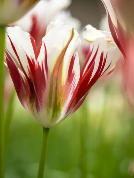 Framed Print : Europe; Netherlands; Lisse; Keukenhof Gardens; Tulip Closeups with Selective Focus Framed Print : Europe; Netherlands; Lisse; Keukenhof Gardens; Tulip Closeups with Selective Focus