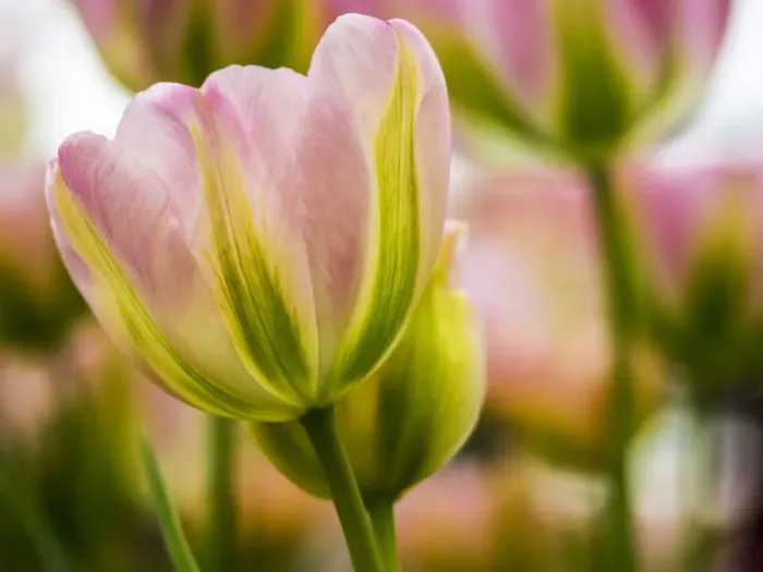 Framed Print : Europe; Netherlands; Lisse; Keukenhof Gardens; Tulip Closeups with Selective Focus Framed Print : Europe; Netherlands; Lisse; Keukenhof Gardens; Tulip Closeups with Selective Focus
