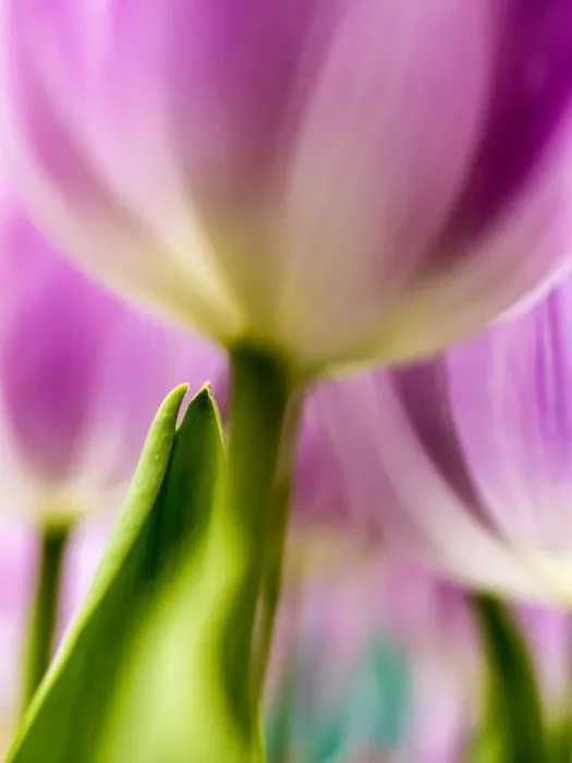 Framed Print : Europe; Netherlands; Lisse; Keukenhof Gardens; Tulip Closeups with Selective Focus Framed Print : Europe; Netherlands; Lisse; Keukenhof Gardens; Tulip Closeups with Selective Focus