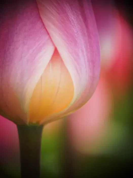 Framed Print : Europe; Netherlands; Macro image of Colorful Tuliip Framed Print : Europe; Netherlands; Macro image of Colorful Tuliip
