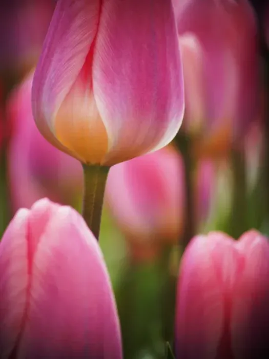 Framed Print : Europe; Netherlands; Macro image of Colorful Tuliip Framed Print : Europe; Netherlands; Macro image of Colorful Tuliip