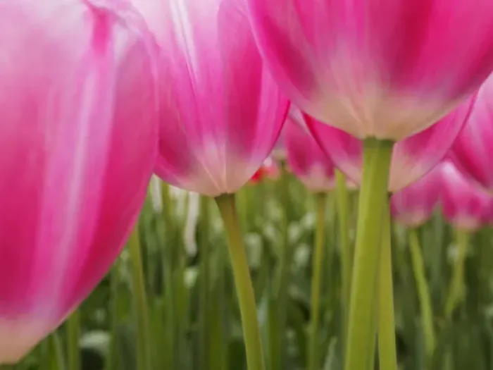 Framed Print : Europe; Netherlands; Macro image of Colorful Tuliip Framed Print : Europe; Netherlands; Macro image of Colorful Tuliip