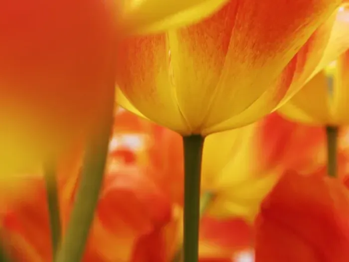 Framed Print : Europe; Netherlands; Macro image of Colorful Tuliip Framed Print : Europe; Netherlands; Macro image of Colorful Tuliip