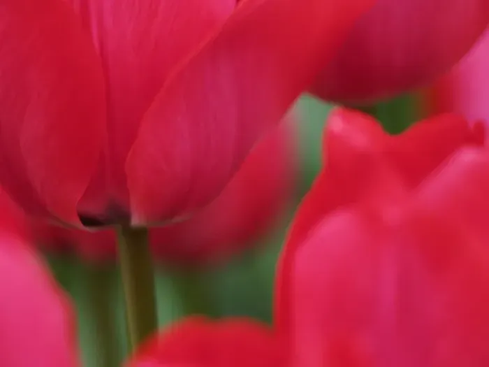 Framed Print : Europe; Netherlands; Macro image of Colorful Tuliip Framed Print : Europe; Netherlands; Macro image of Colorful Tuliip