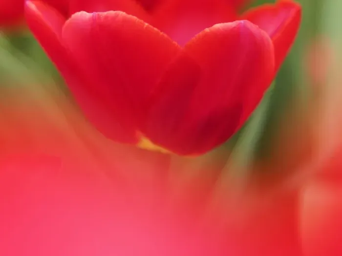 Framed Print : Europe; Netherlands; Macro image of Colorful Tuliip Framed Print : Europe; Netherlands; Macro image of Colorful Tuliip