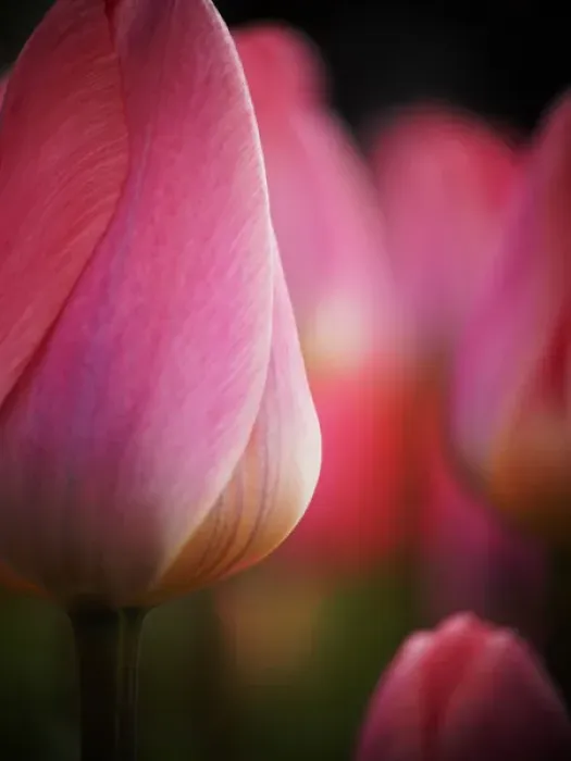 Framed Print : Europe; Netherlands; Macro image of Colorful Tuliip