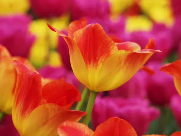 Framed Print : Europe; Netherlands; Macro image of Colorful Tuliip Framed Print : Europe; Netherlands; Macro image of Colorful Tuliip