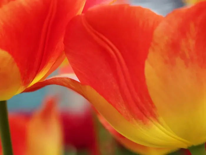 Framed Print : Europe; Netherlands; Macro image of Colorful Tuliip Framed Print : Europe; Netherlands; Macro image of Colorful Tuliip