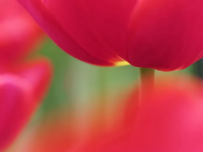 Framed Print : Europe; Netherlands; Macro image of Colorful Tuliip Framed Print : Europe; Netherlands; Macro image of Colorful Tuliip