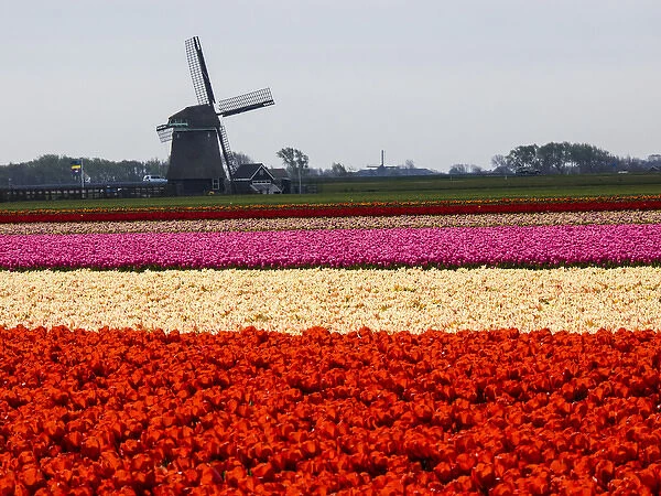 Europe; Netherlands; Nord Holland; Field of Tulip with windmill in flowers