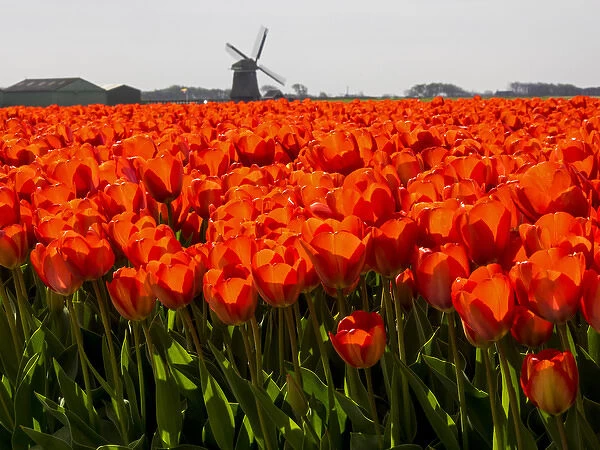 Europe; Netherlands; Nord Holland; Field of Tulip with windmill in flowers
