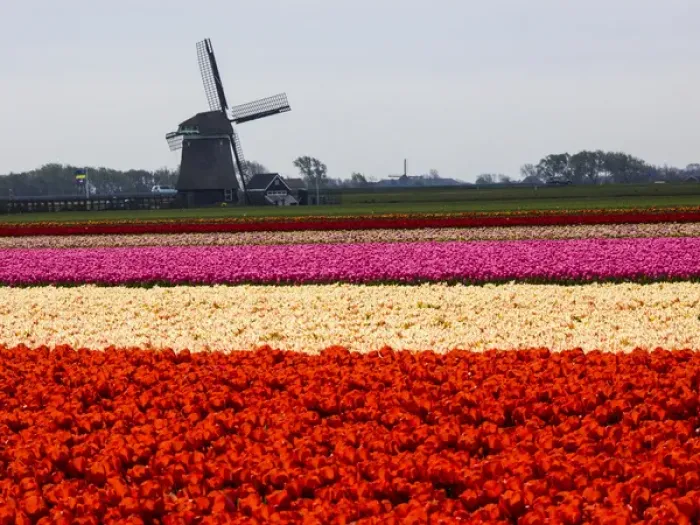 Framed Print : Europe; Netherlands; Nord Holland; Field of Tulip with windmill in flowers