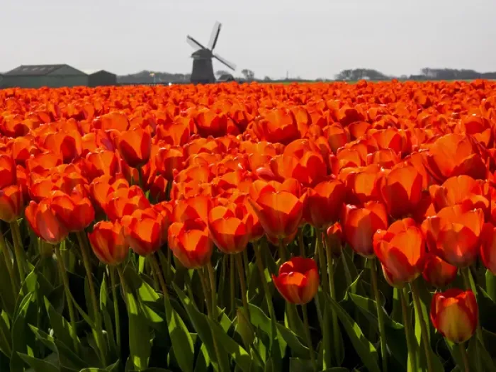 Framed Print : Europe; Netherlands; Nord Holland; Field of Tulip with windmill in flowers Framed Print : Europe; Netherlands; Nord Holland; Field of Tulip with windmill in flowers