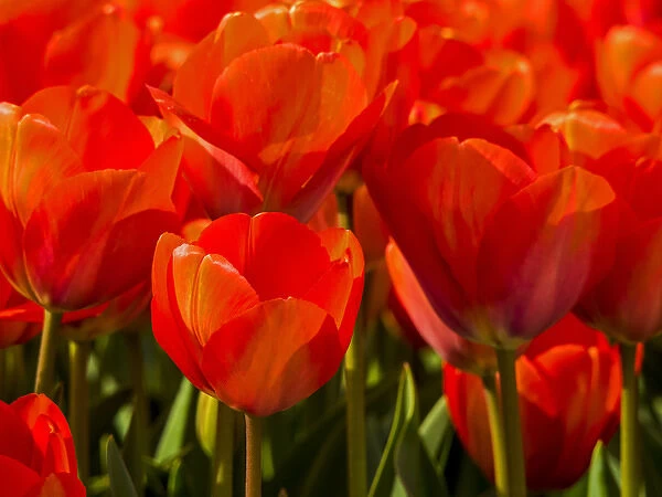 Europe; Netherlands; Nord Holland; Red Tulips in Mass