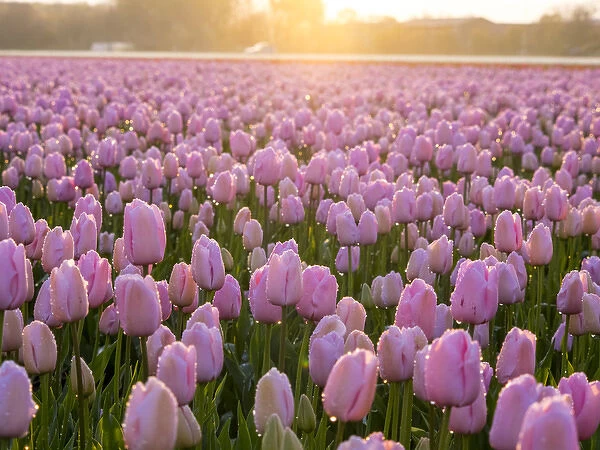 Europe; Netherlands; Nord Holland; Selective Focus of Tulip field with dew drops
