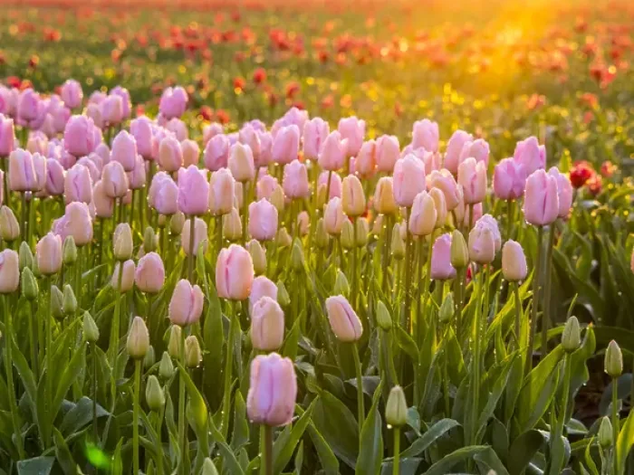 Framed Print : Europe; Netherlands; Nord Holland; Selective Focus of Tulip field with dew drops Framed Print : Europe; Netherlands; Nord Holland; Selective Focus of Tulip field with dew drops