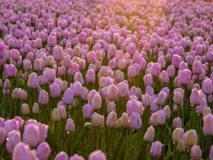 Framed Print : Europe; Netherlands; Nord Holland; Selective Focus of Tulip field with dew drops Framed Print : Europe; Netherlands; Nord Holland; Selective Focus of Tulip field with dew drops