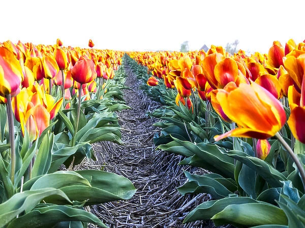 Europe; Netherlands; Nord Holland; Tulip Row of bright Orange and Yellow Tulips