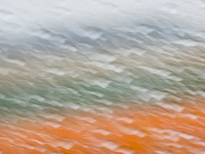 Framed Print : Europe; Netherlands; Nord Holland; Tulips and Rain Drops in Patterns