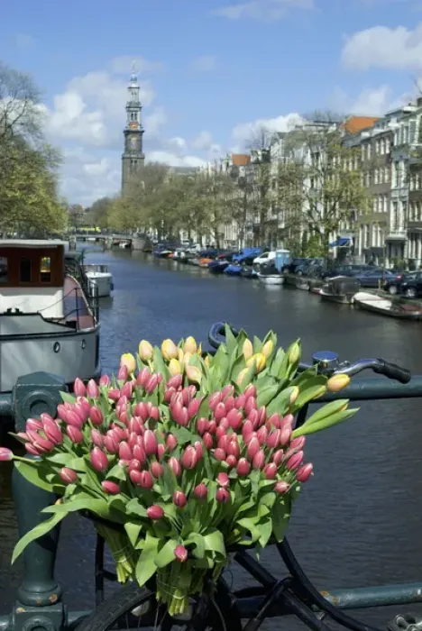 Framed Print : Europe, Netherlands, North Holland, Amsterdam, Tulips and bike on the Prinsengracht Framed Print : Europe, Netherlands, North Holland, Amsterdam, Tulips and bike on the Prinsengracht