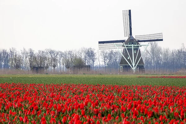 Europe, Netherlands, Old Wooden Windmill in a Field of Red Tulips