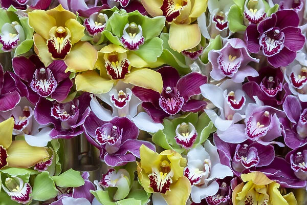 Europe, Netherlands. Orchids on display at Keukenhof Gardens