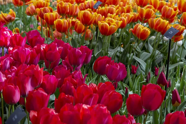 Europe, Netherlands. Red tulips at Keukenhof Gardens. Credit as