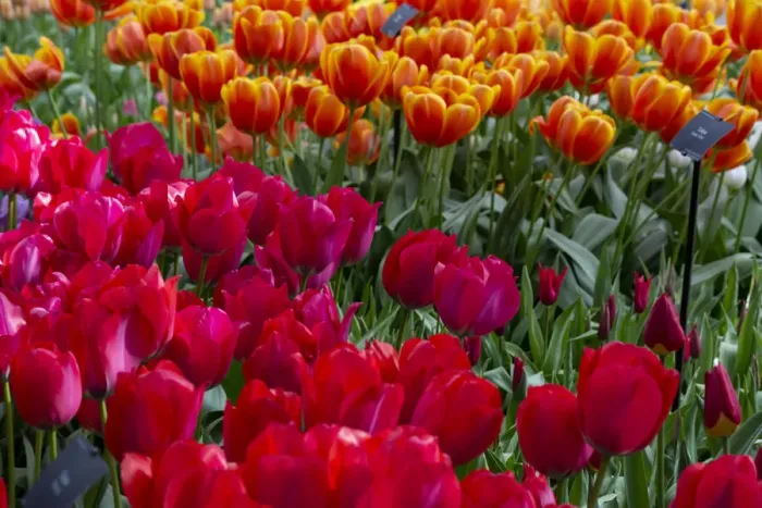 Framed Print : Europe, Netherlands. Red tulips at Keukenhof Gardens. Credit as Framed Print : Europe, Netherlands. Red tulips at Keukenhof Gardens. Credit as