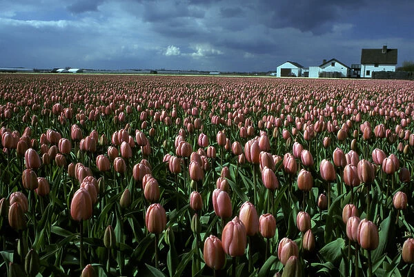 Europe, Netherlands, Sassenheim. Tulip farm