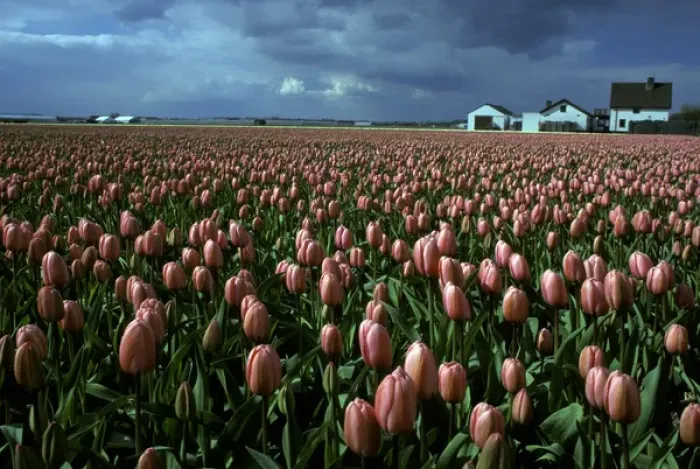 Framed Print : Europe, Netherlands, Sassenheim. Tulip farm