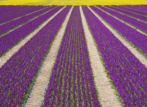 Europe; Netherlands; Southern Holland Province, Lisse, hyacinths fields