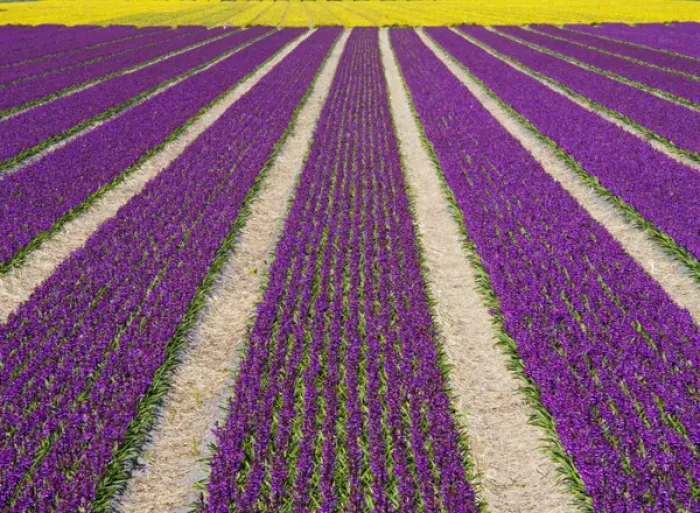 Framed Print : Europe; Netherlands; Southern Holland Province, Lisse, hyacinths fields Framed Print : Europe; Netherlands; Southern Holland Province, Lisse, hyacinths fields