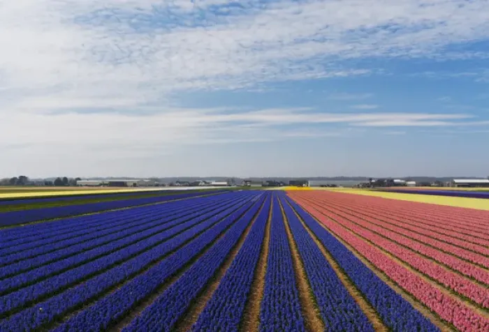 Framed Print : Europe; Netherlands; Southern Holland Province, Lisse, hyacinths fields