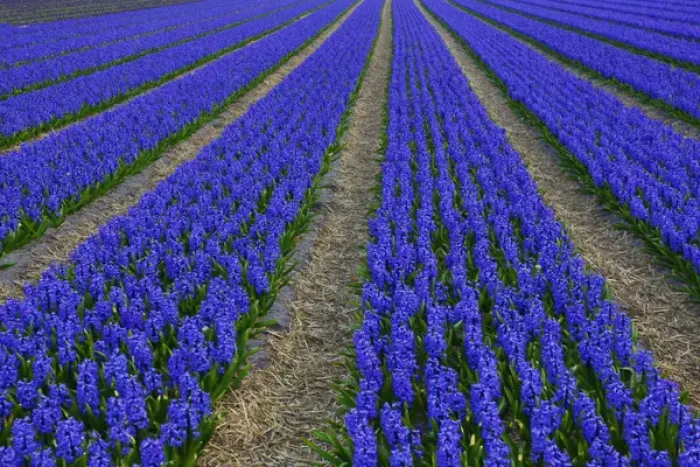Framed Print : Europe; Netherlands; Southern Holland Province, Lisse, hyacinths fields Framed Print : Europe; Netherlands; Southern Holland Province, Lisse, hyacinths fields