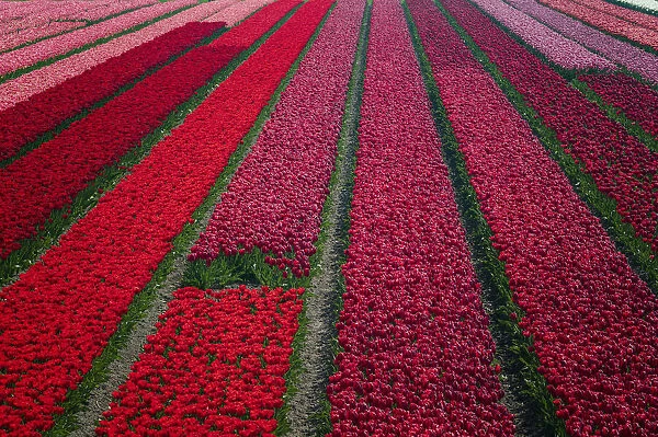 Europe, The Netherlands. Tulip field in the Beemster area