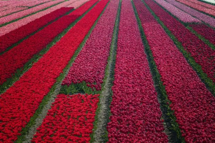 Framed Print : Europe, The Netherlands. Tulip field in the Beemster area Framed Print : Europe, The Netherlands. Tulip field in the Beemster area