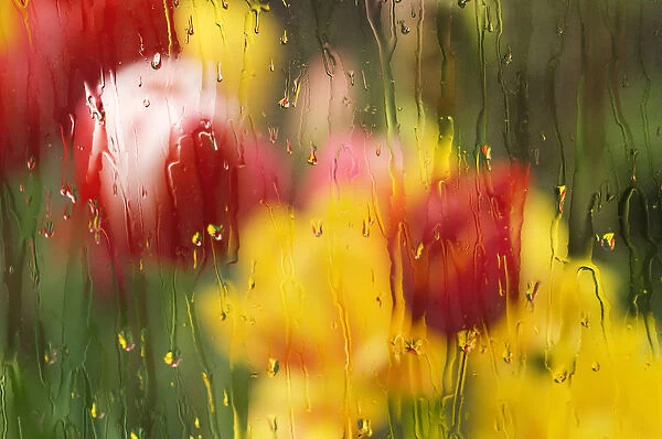 Europe, Netherlands. Tulips through a wet window