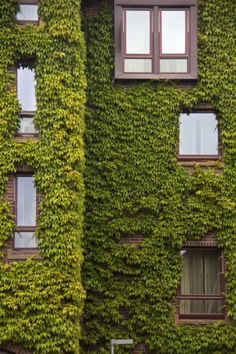 Framed Print : Europe, Norway, Bergen. Bryggen building with ivy, a UNESCO World Heritage Site Framed Print : Europe, Norway, Bergen. Bryggen building with ivy, a UNESCO World Heritage Site