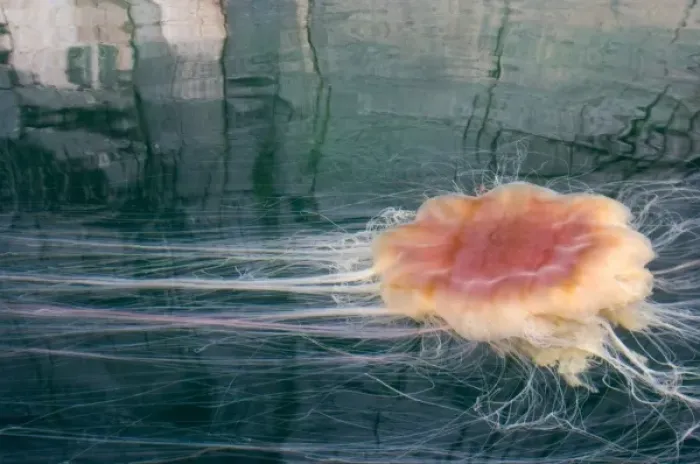 Framed Print : Europe, Norway, Lofoten. Gigantic Jelly fish in the clear waters of Trollfjorden