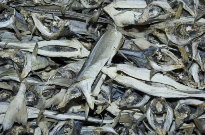 Framed Print : Europe, Norway, Lofoten. Stockfish (dried cod fish) Framed Print : Europe, Norway, Lofoten. Stockfish (dried cod fish)