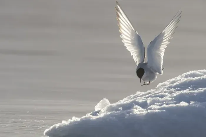 Framed Print : Europe, Norway, Svalbard. Arctic tern lands on ice