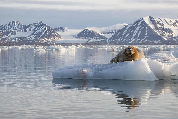 Europe, Norway, Svalbard. Bearded seal rests on ice