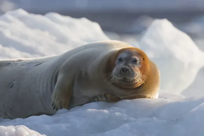 Framed Print : Europe, Norway, Svalbard. Bearded seal rests on ice