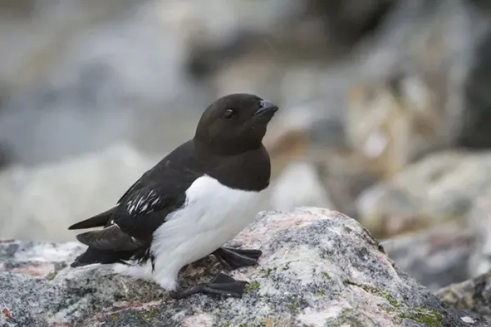 Framed Print : Europe, Norway, Svalbard. Close-up of little auk bird on rock Framed Print : Europe, Norway, Svalbard. Close-up of little auk bird on rock