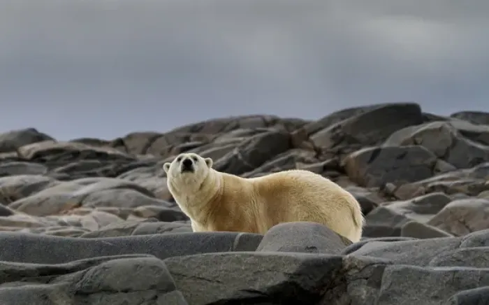 Framed Print : Europe, Norway, Svalbard. Close-up of polar bear on rocky ground Framed Print : Europe, Norway, Svalbard. Close-up of polar bear on rocky ground